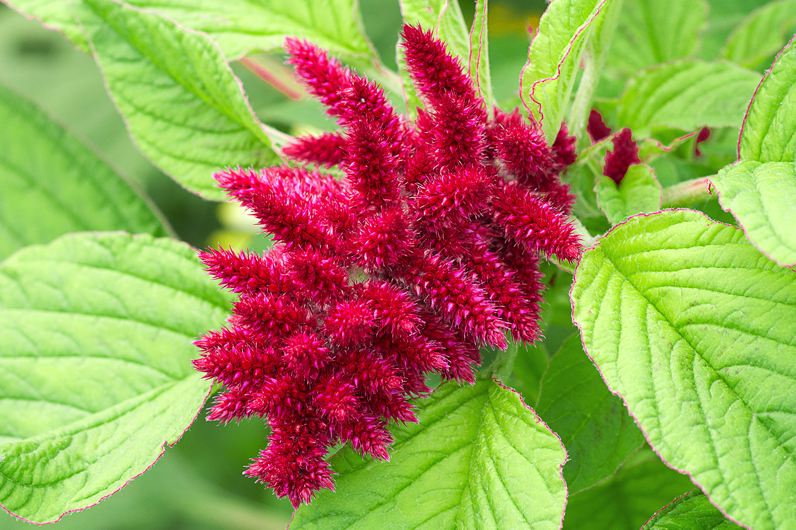 Amaranthus