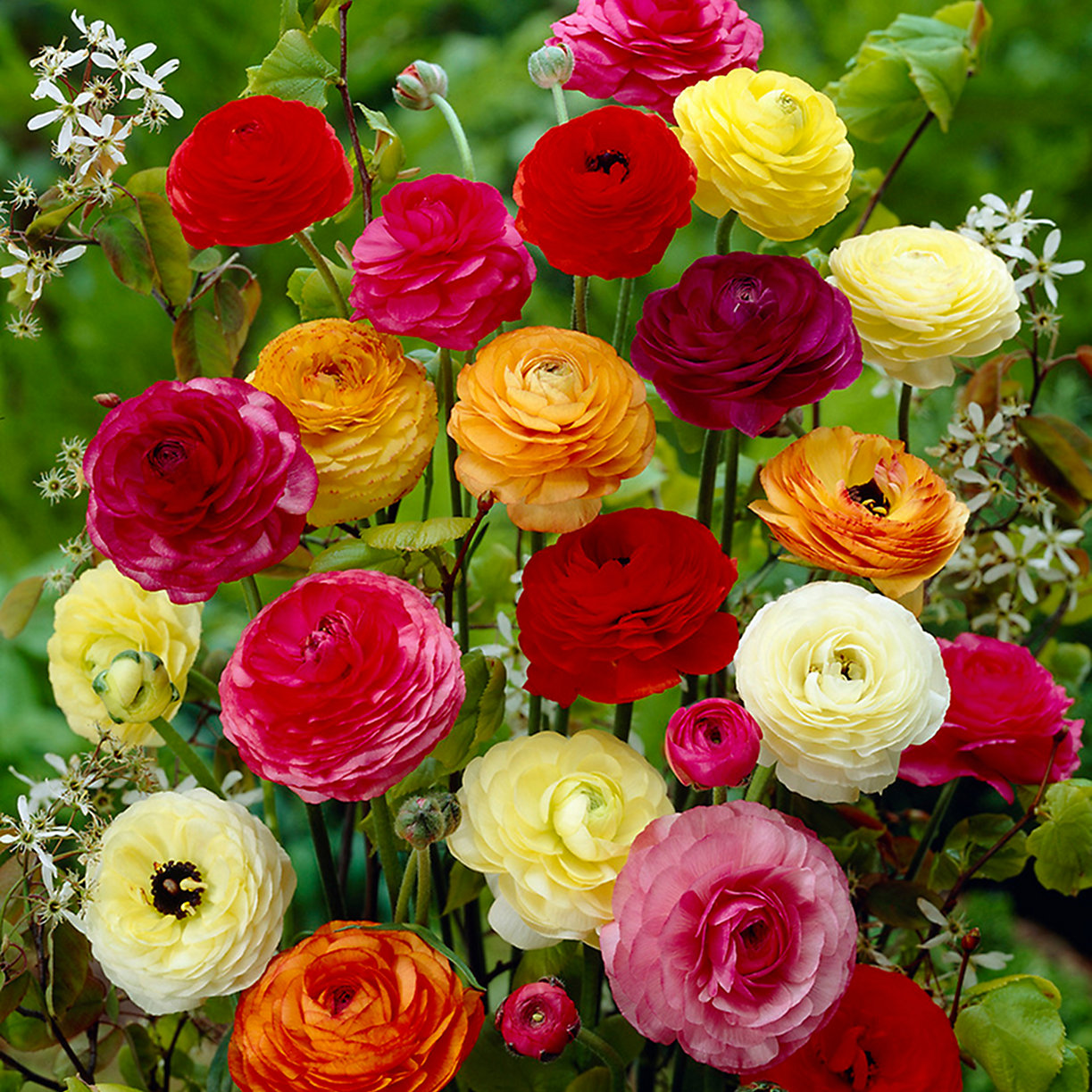 Ranunculus