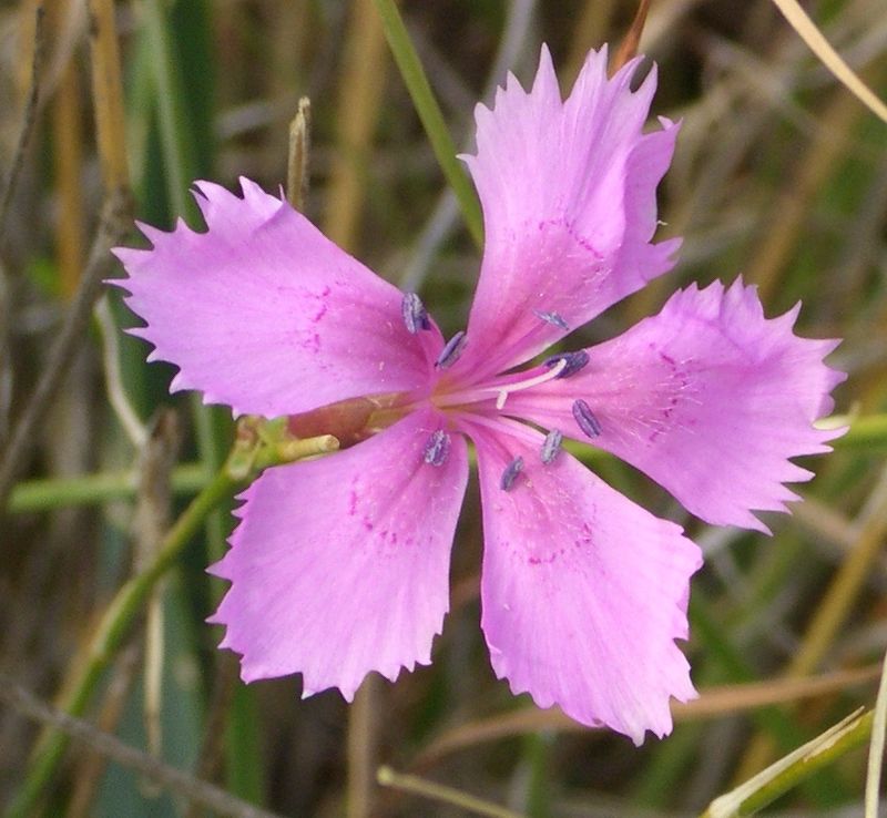 Pink Flower