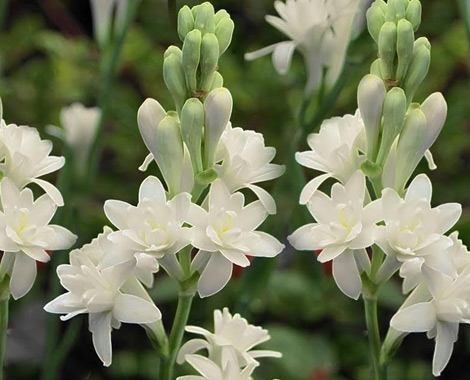 Tuberose