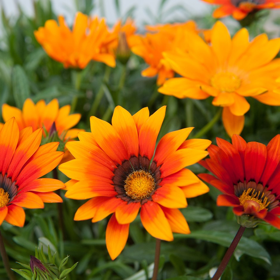 Gazania