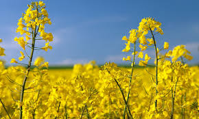 Canola