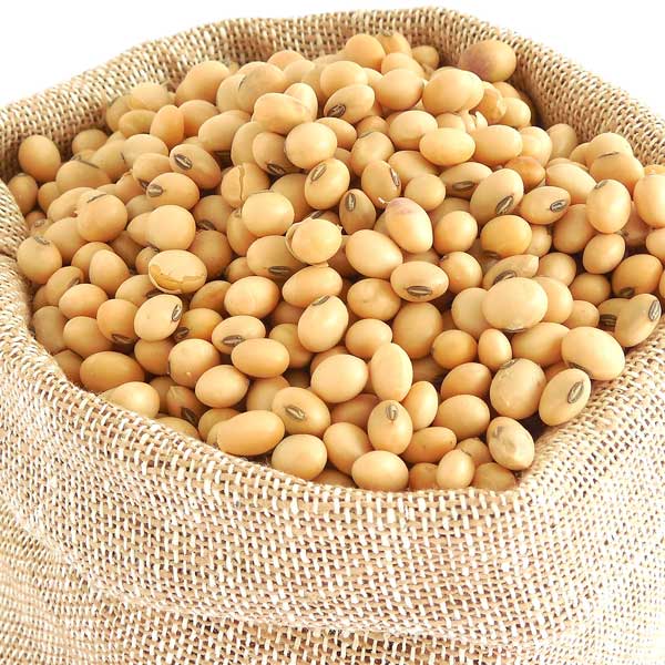 Soya Bean