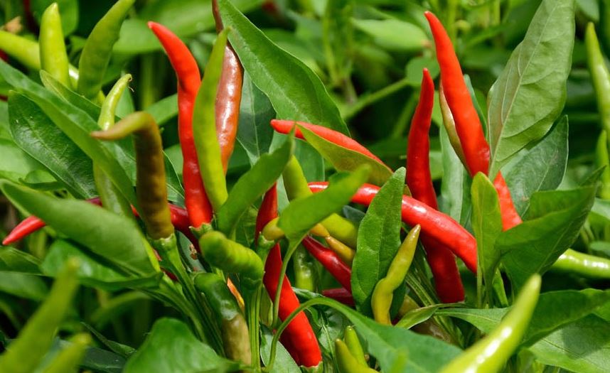 Chillies