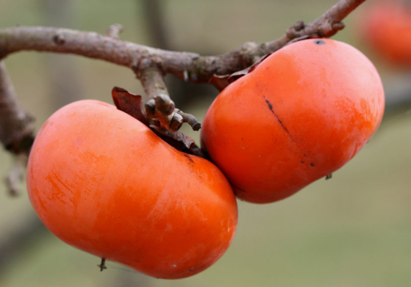 Persimmon