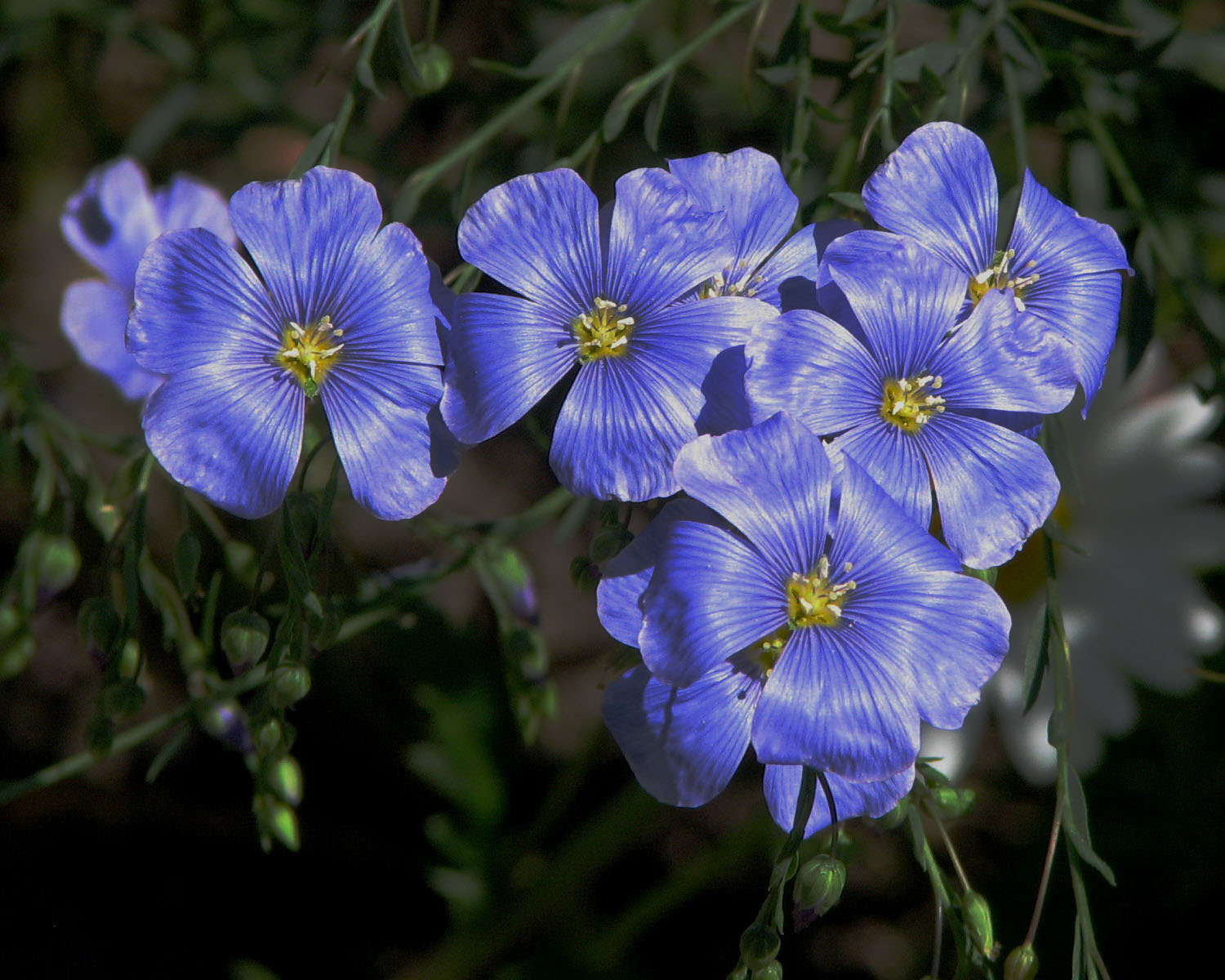 Flax Flower
