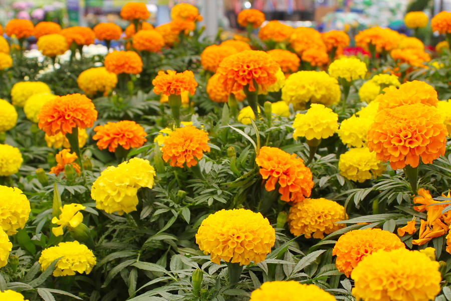 Marigold