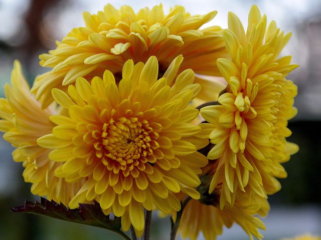Chrysanthemum