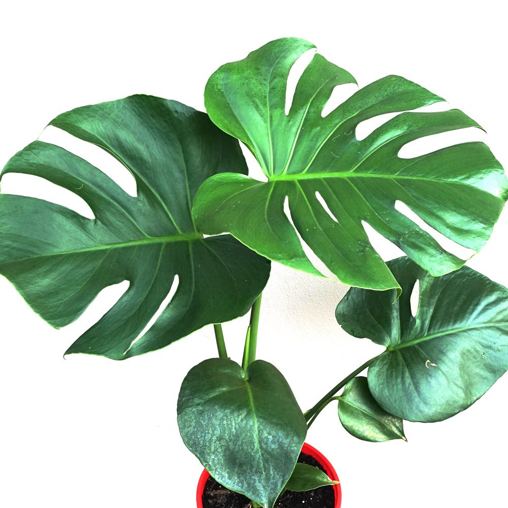 Monstera