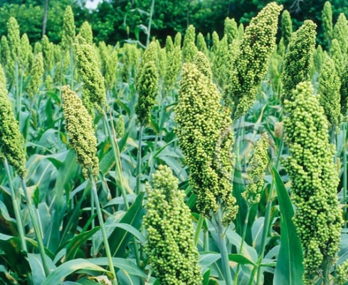 Sorghum 
