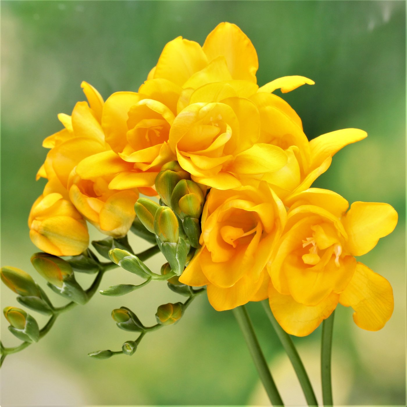 Freesia