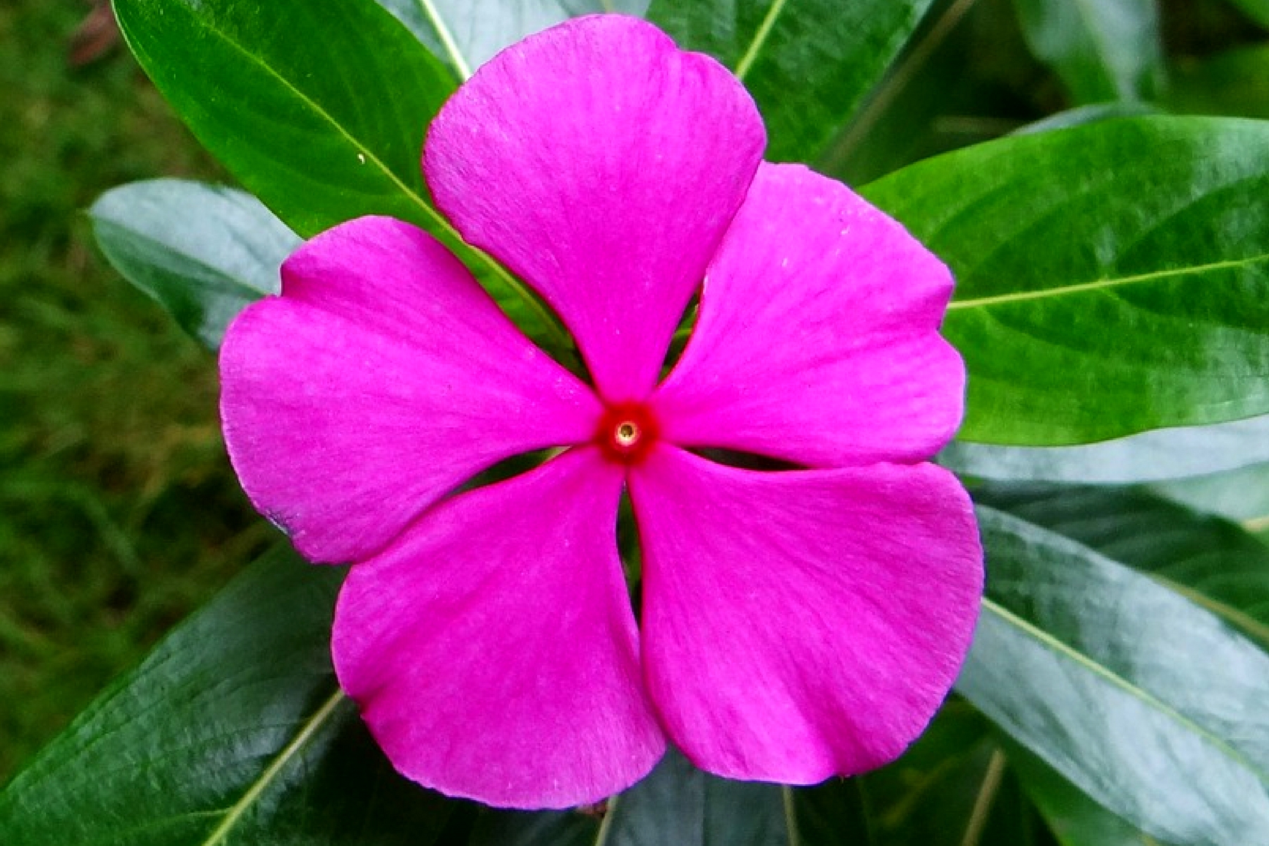 Vinca Rosea