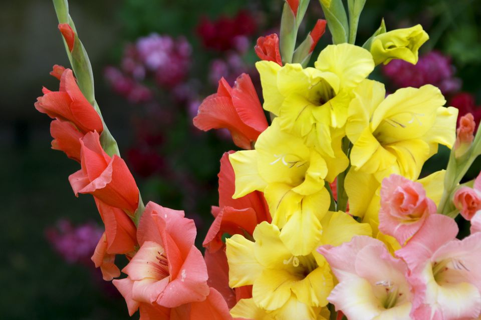 Gladiolus