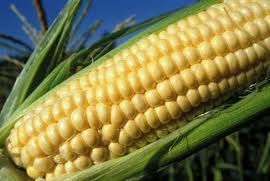Maize