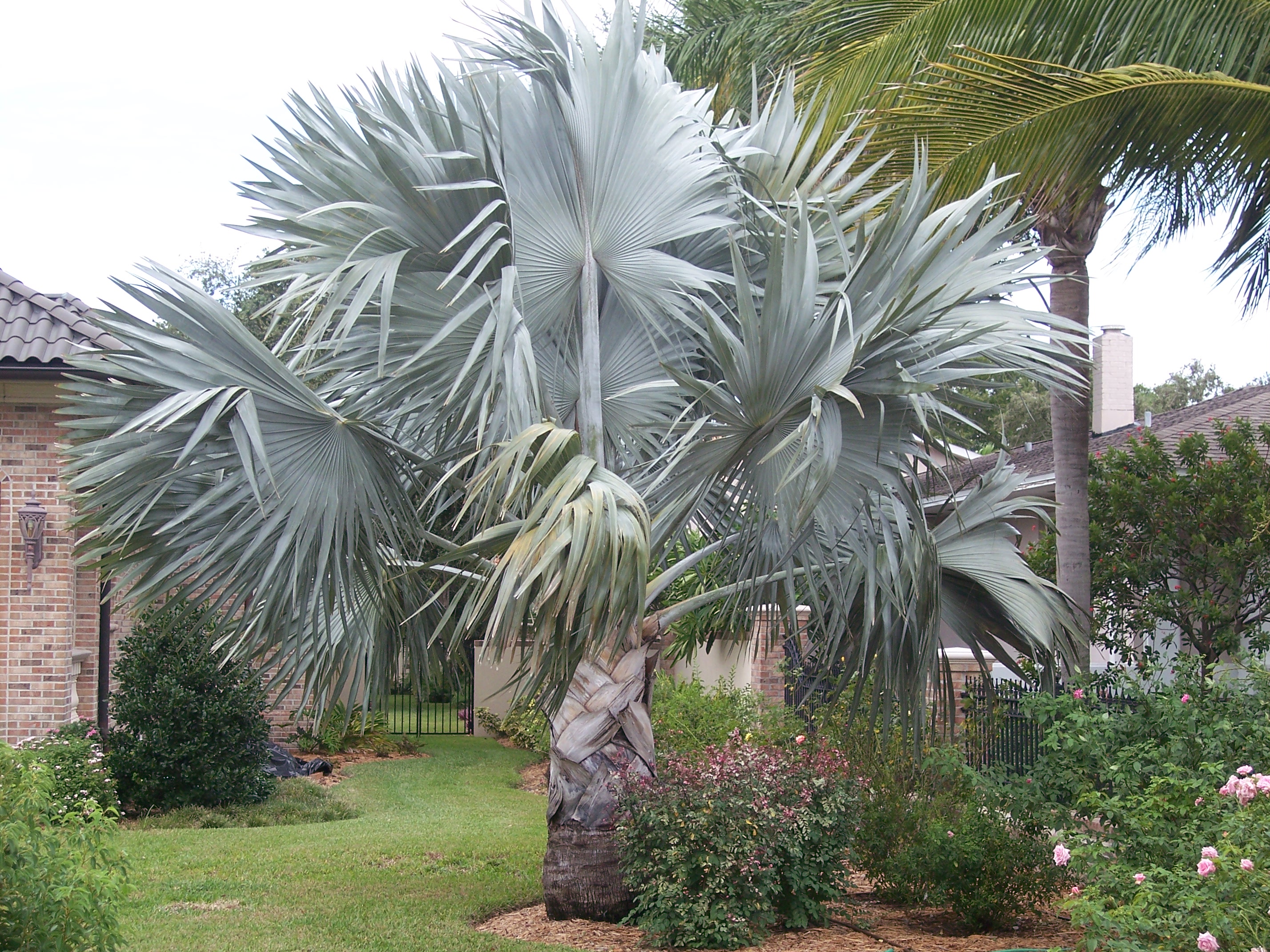 Bismarckia Palm