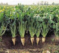 Sugar Beet