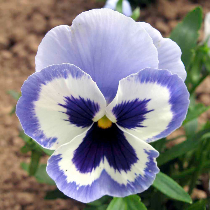 Pansy