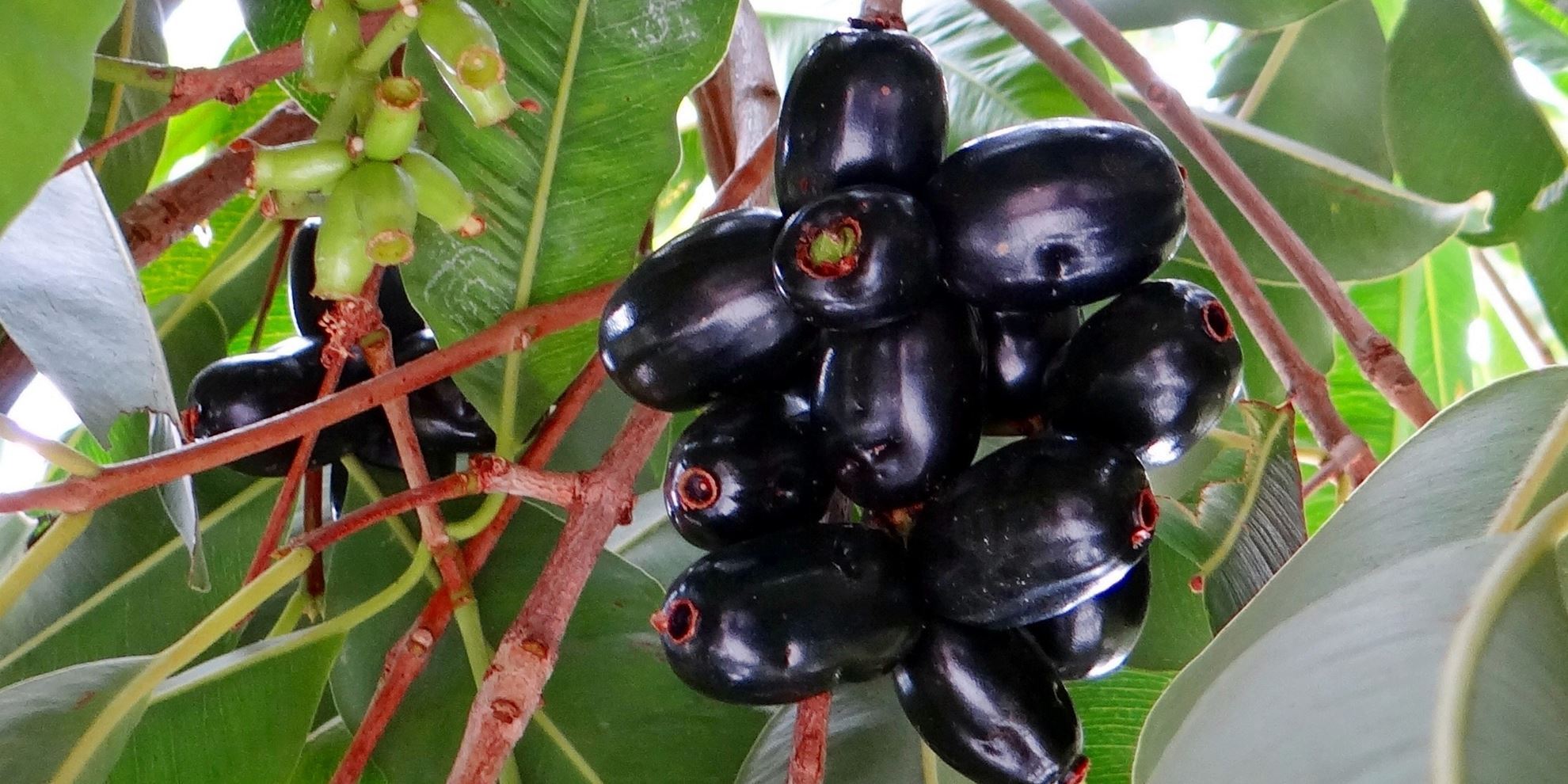 Jamun