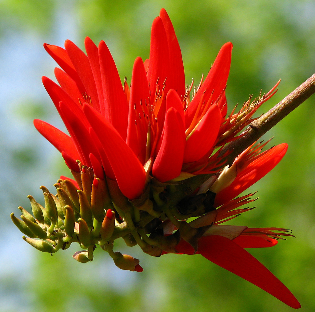 Erythrina