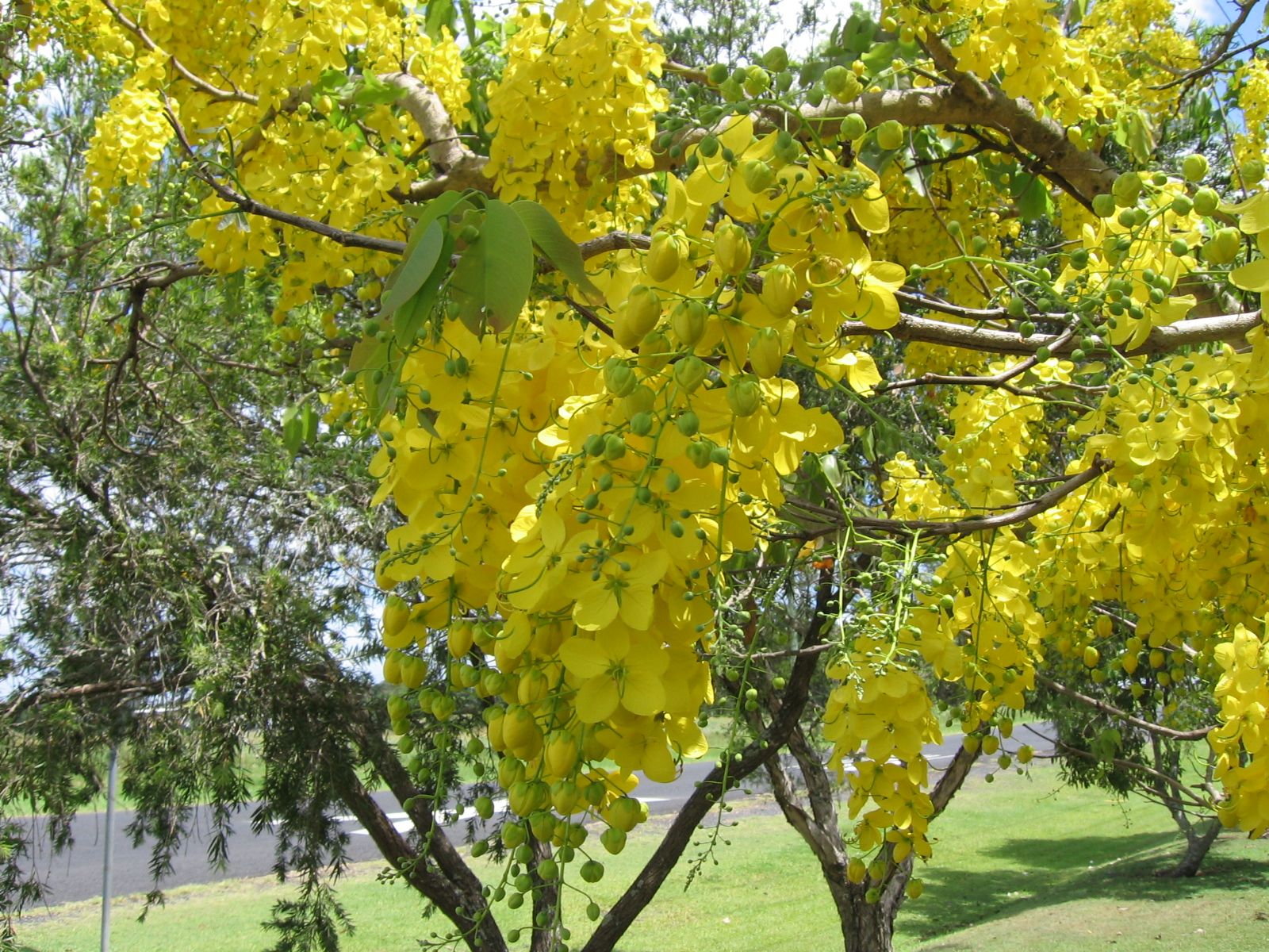 Amaltas