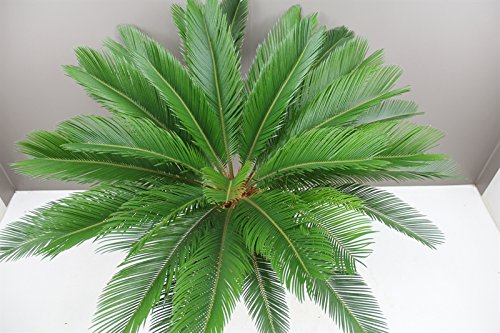 Kangi Palm