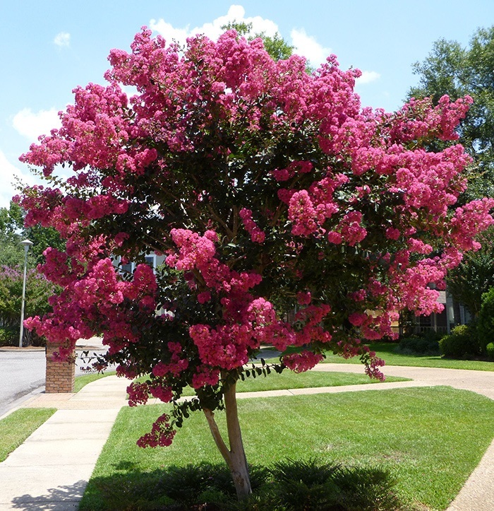 Lagerstroemia