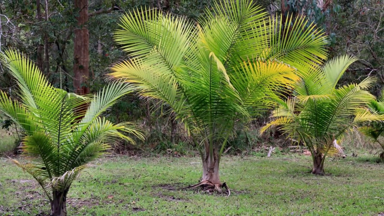Ravenea Palm