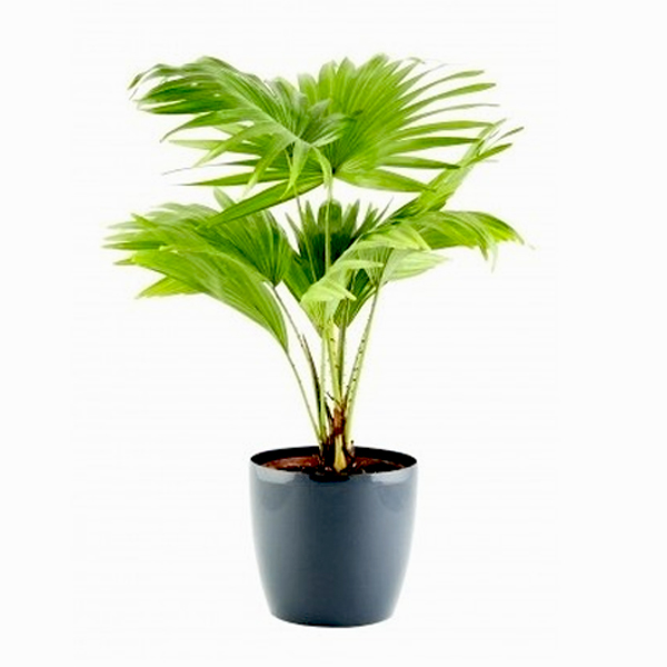 Table Palm